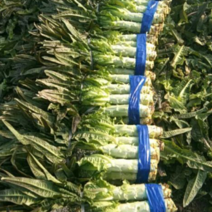 【精品莴苣】安徽宿州万亩莴笋大棚基地大量上市价格