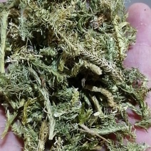 伸筋草舒筋草狮尾草泡茶泡脚各种草药中药材