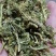伸筋草舒筋草狮尾草泡茶泡脚各种草药中药材