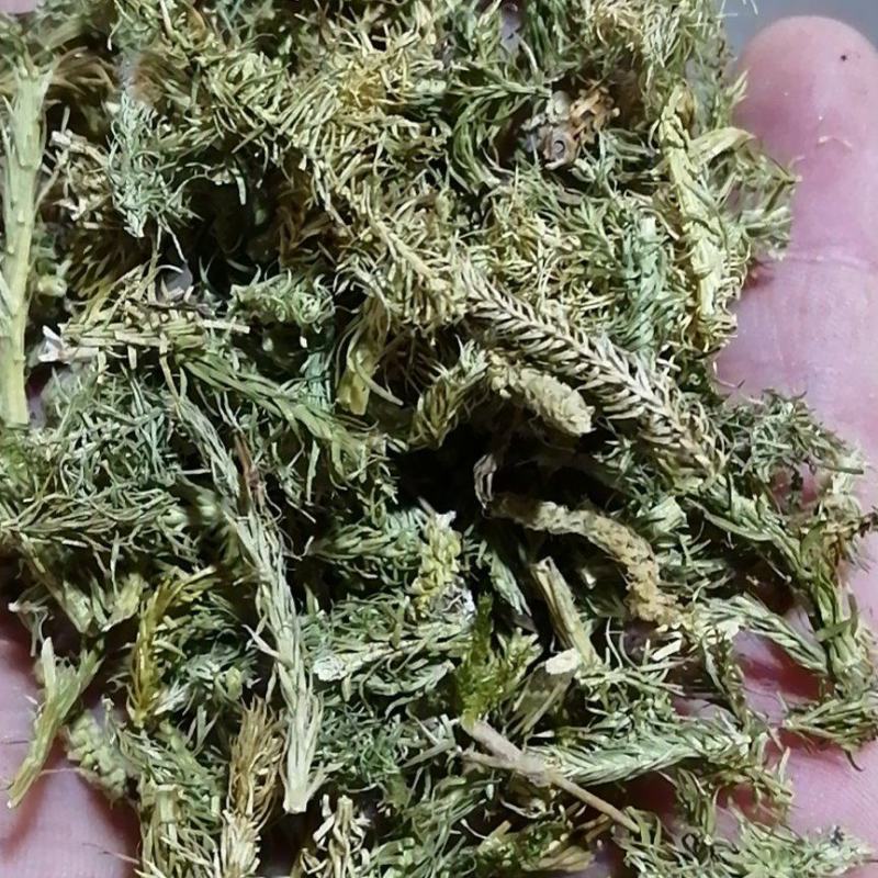 伸筋草舒筋草狮尾草泡茶泡脚各种草药中药材