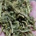 伸筋草舒筋草狮尾草泡茶泡脚各种草药中药材