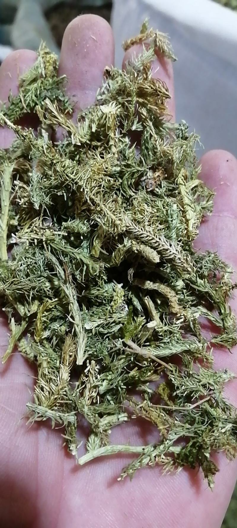伸筋草舒筋草狮尾草泡茶泡脚各种草药中药材