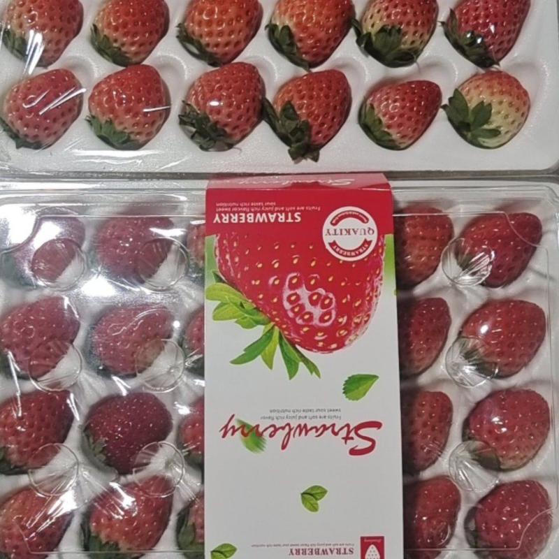 安徽拥有万亩奶油草莓诚心去对待每一个客户，欢迎老板实地考察