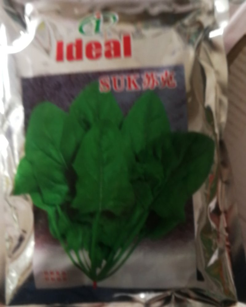 杂交一代菠菜籽适春夏秋栽培，尖圆叶，叶色光亮