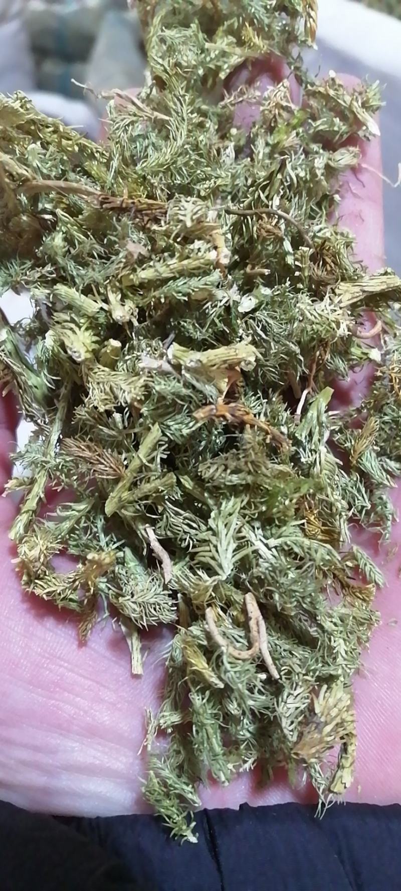 伸筋草舒筋草狮尾草泡茶泡脚各种草药中药材