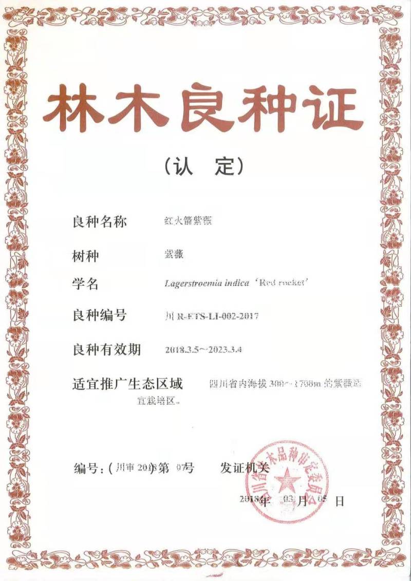 2-6公分美国紫薇红火箭紫薇天鹅绒紫薇红火球紫薇