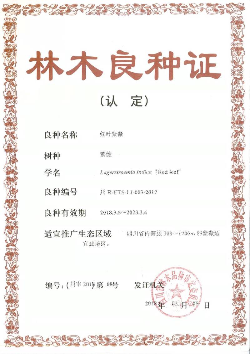 2-6公分美国紫薇红火箭紫薇天鹅绒紫薇红火球紫薇
