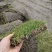 四季青百慕大马尼拉果岭草各品种草坪现货量大无中间商