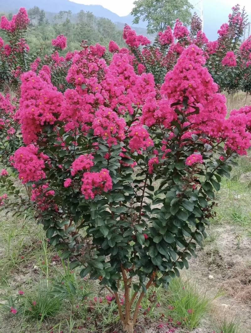 2-6公分美国紫薇红火箭紫薇天鹅绒紫薇红火球紫薇