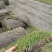 四季青百慕大马尼拉果岭草各品种草坪现货量大无中间商