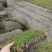 四季青百慕大马尼拉果岭草各品种草坪现货量大无中间商