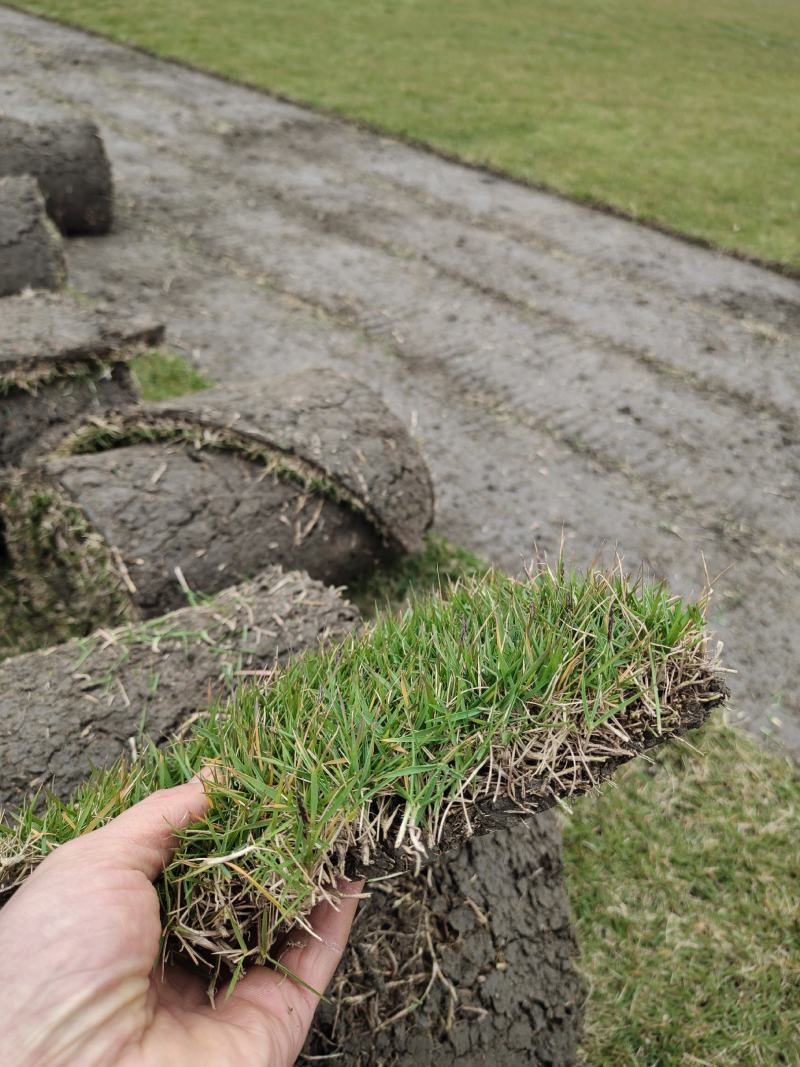 四季青百慕大马尼拉果岭草各品种草坪现货量大无中间商