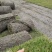 四季青百慕大马尼拉果岭草各品种草坪现货量大无中间商
