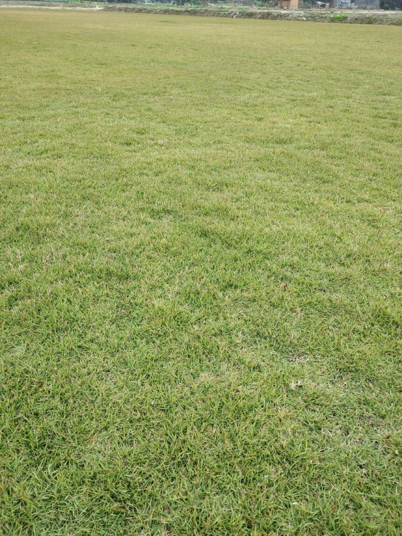 四季青百慕大马尼拉果岭草各品种草坪现货量大无中间商