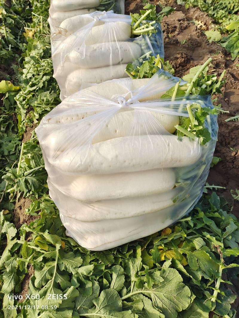 福建精品白萝卜