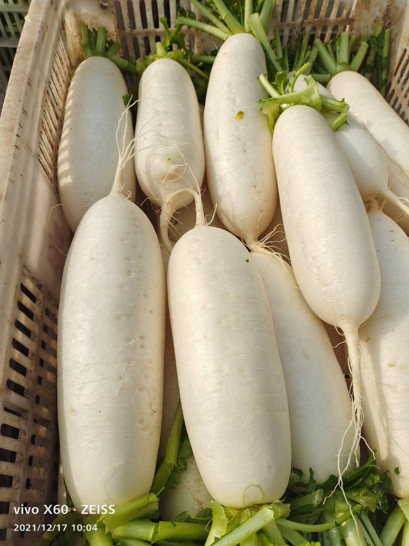 福建精品白萝卜