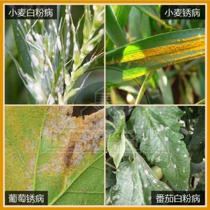三唑酮国光15%白粉病杀菌剂多肉花卉月季粉锈宁锈病