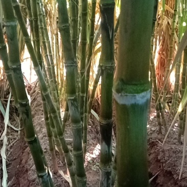 甘蔗，属于绿皮，汁多味甜
