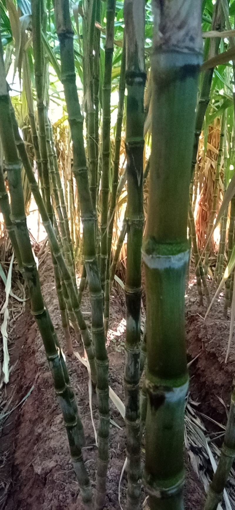 甘蔗，属于绿皮，汁多味甜