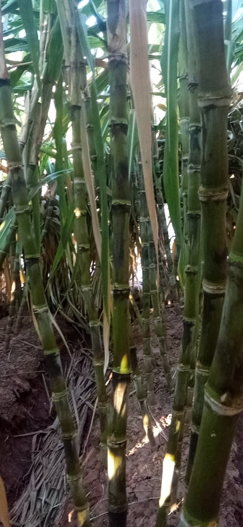 甘蔗，属于绿皮，汁多味甜