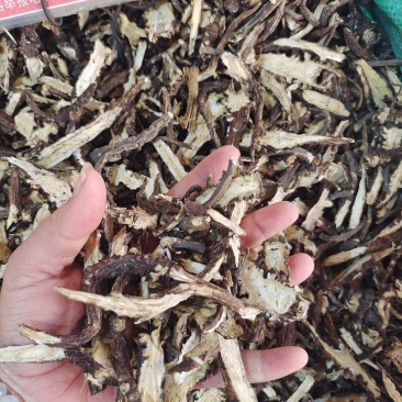 中药材藁本～质量保证～货源充足～量大丛优