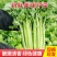 四川成都彭州精品西芹，基地新鲜出炉，大量供应，欢迎致电