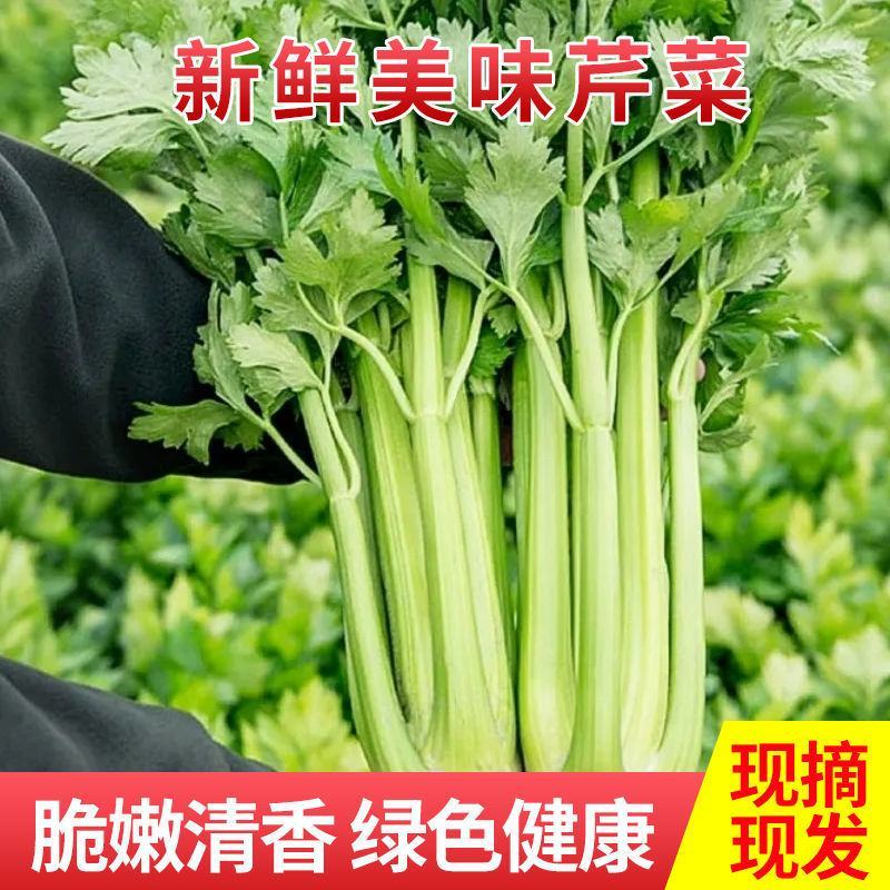 四川成都彭州精品西芹，基地新鲜出炉，大量供应，欢迎致电