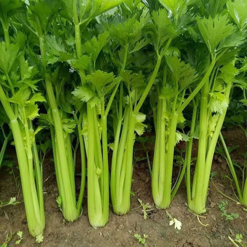 四川成都彭州精品西芹，基地新鲜出炉，大量供应，欢迎致电