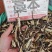 中药材藁本～质量保证～货源充足～量大丛优