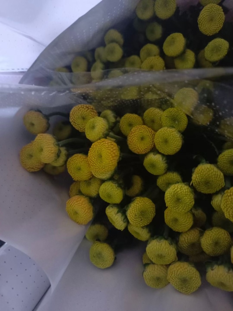 小菊大量现货供应，需要的老板联系啦