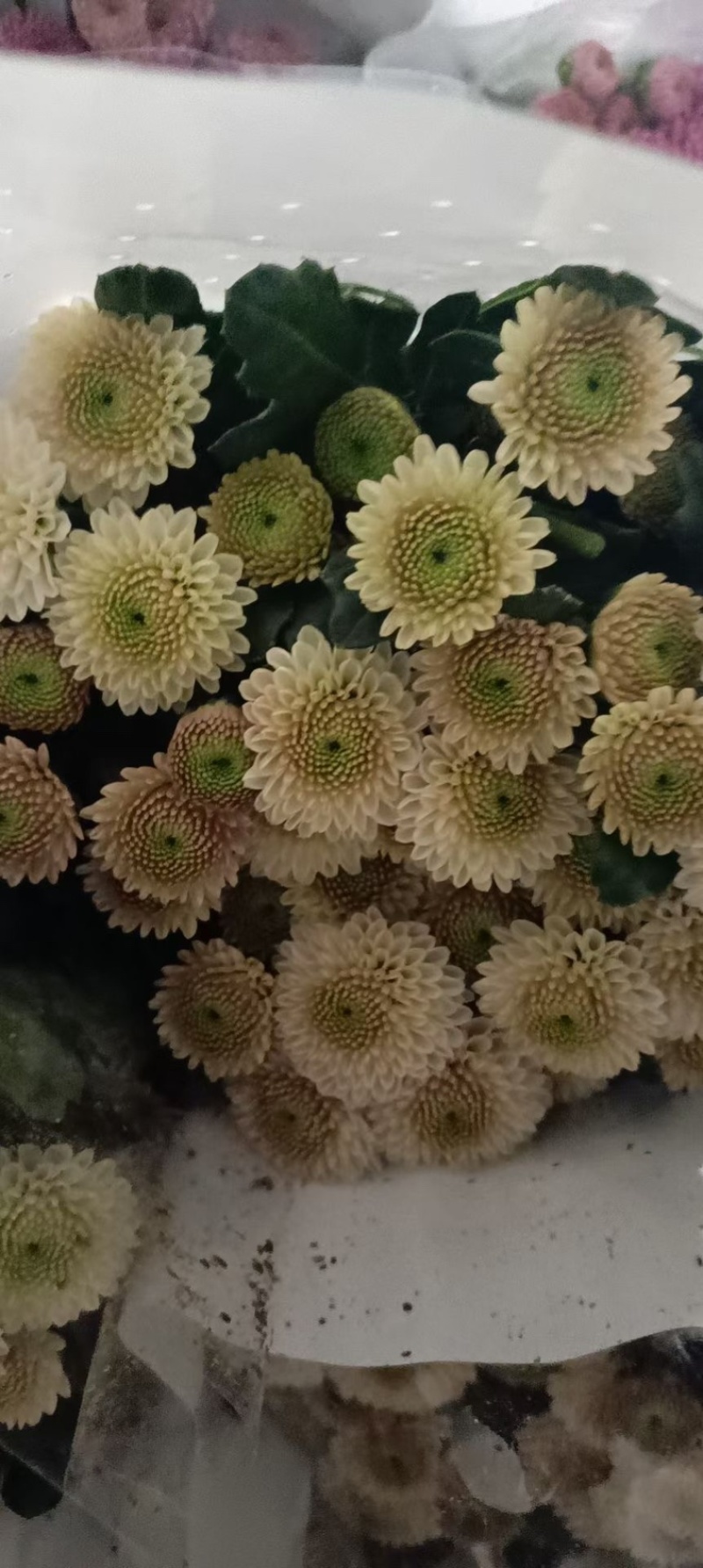 小菊大量现货供应，需要的老板联系啦