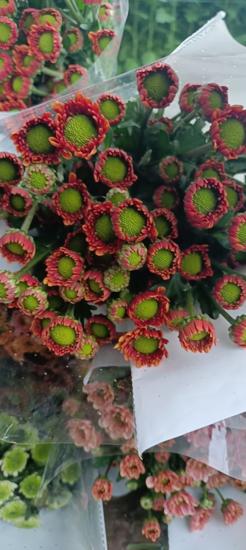小菊大量现货供应，需要的老板联系啦
