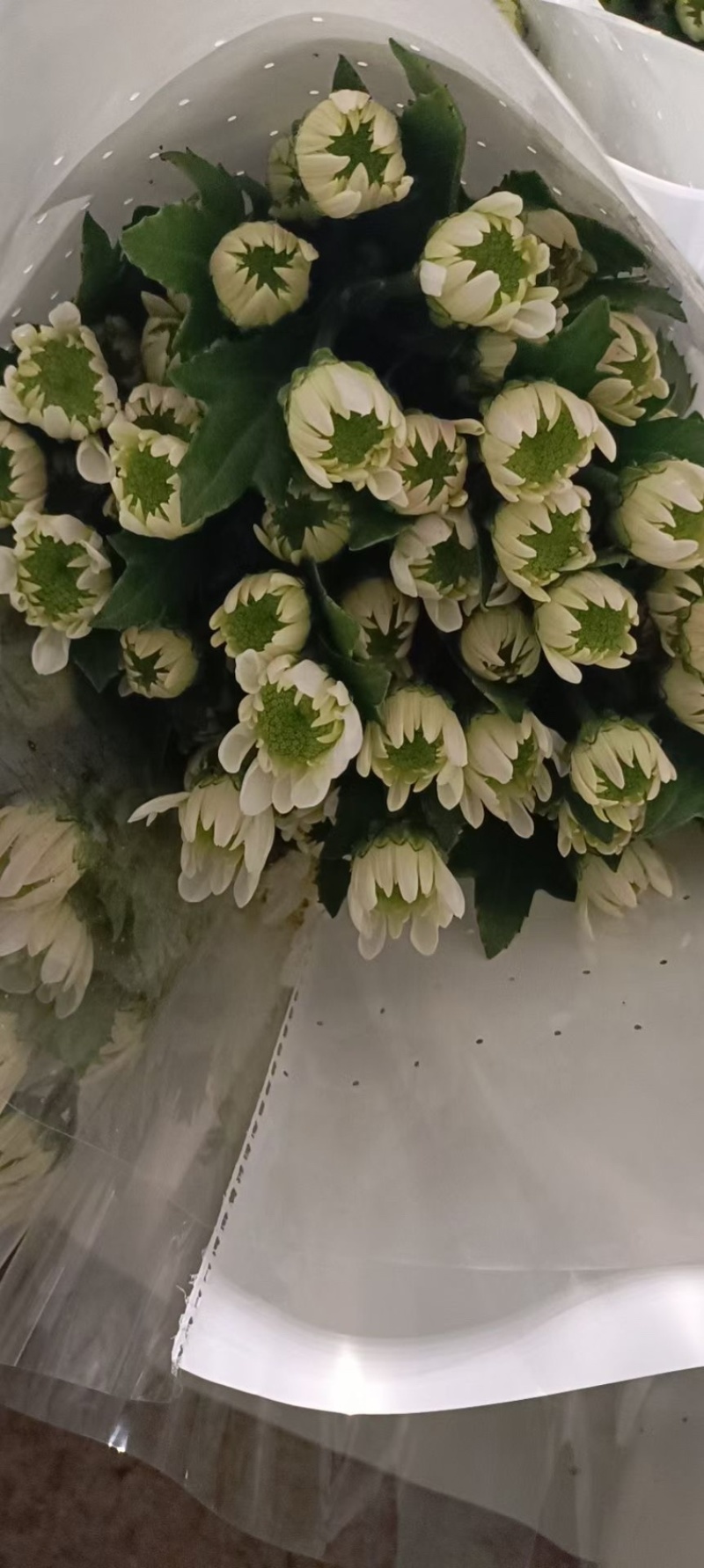 小菊大量现货供应，需要的老板联系啦
