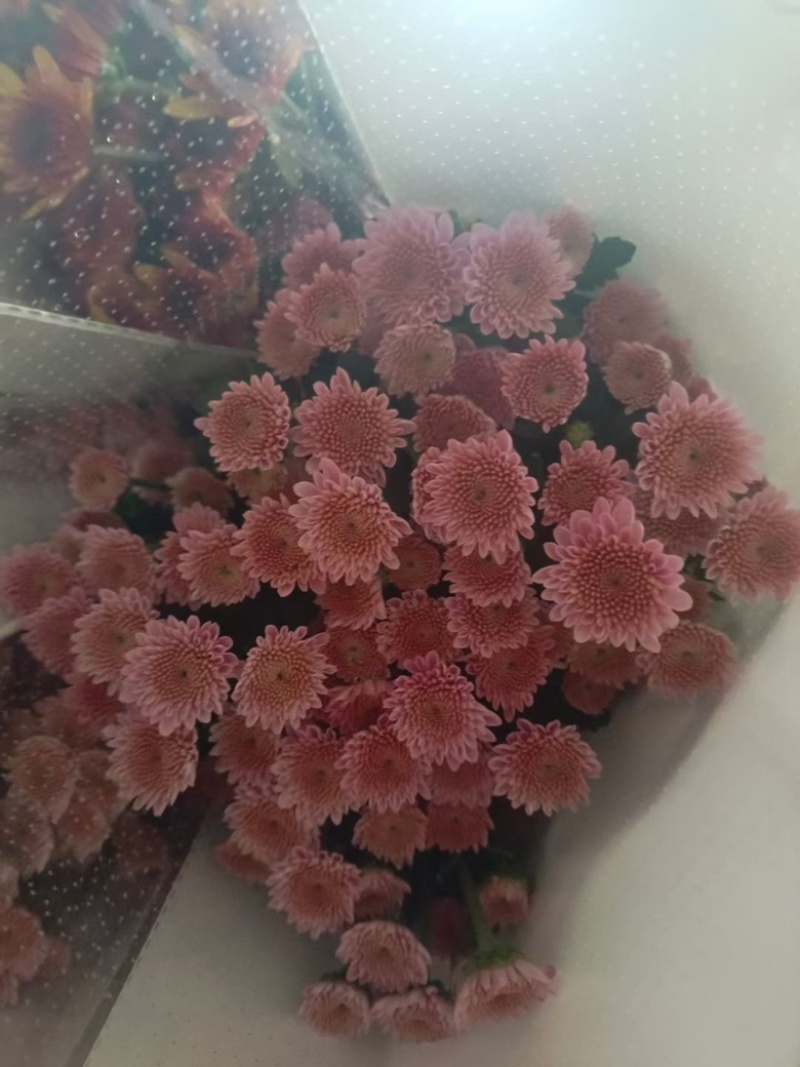 小菊大量现货供应，需要的老板联系啦