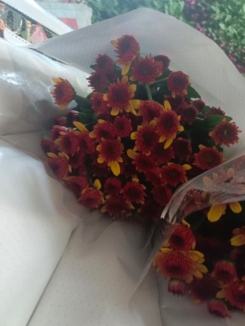 小菊大量现货供应，需要的老板联系啦