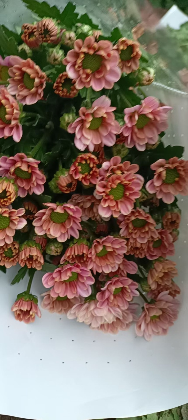 小菊大量现货供应，需要的老板联系啦