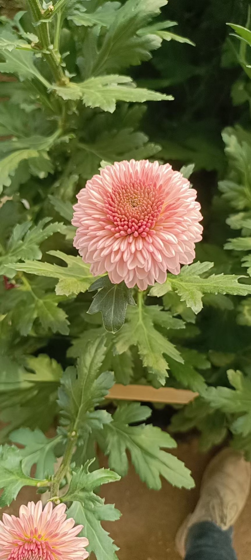 小菊大量现货供应，需要的老板联系啦