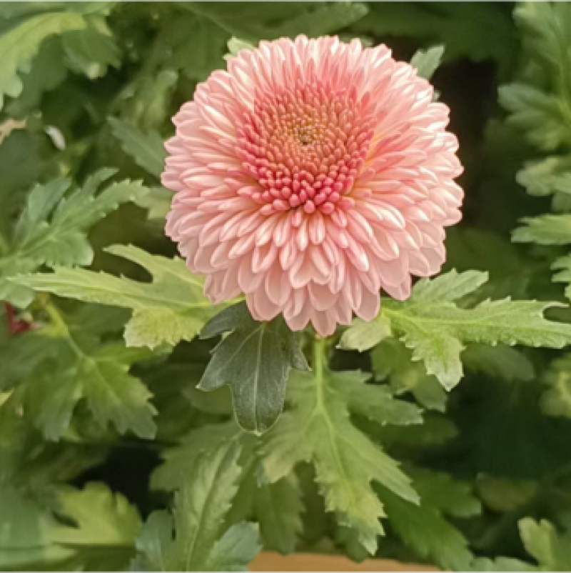 小菊大量现货供应，需要的老板联系啦