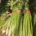 铁杆芹菜热卖中，质量保证，口感好，欢迎朋友您来咨询订购