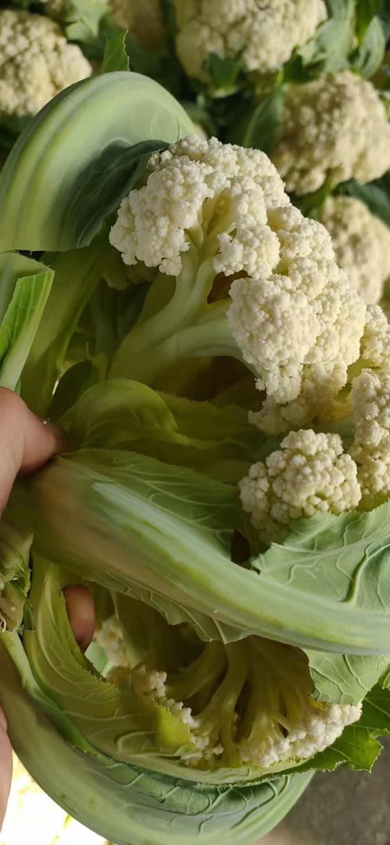 【松花菜】湖北精品松花菜产地直供一手货源欢迎采购