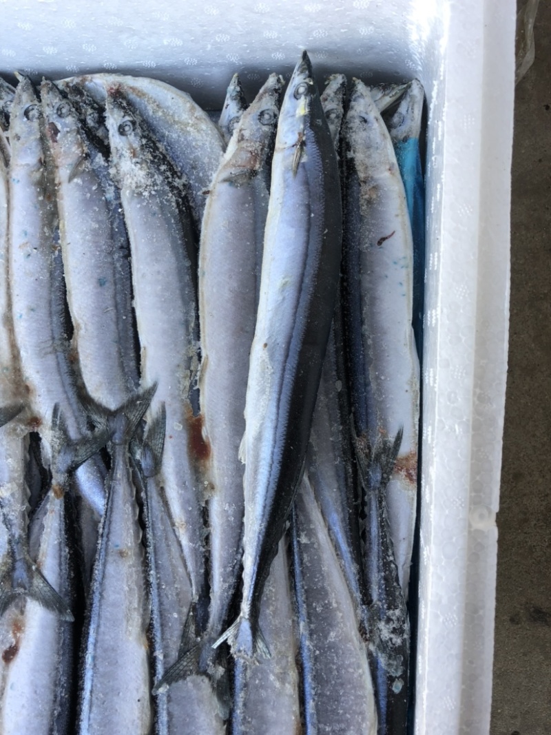秋刀鱼新鲜冷冻秋刀鱼2号秋刀鱼20斤装无冰衣