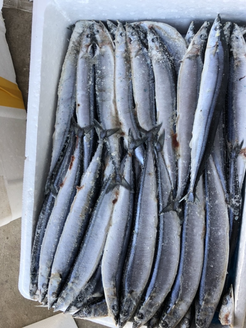 秋刀鱼新鲜冷冻秋刀鱼2号秋刀鱼20斤装无冰衣