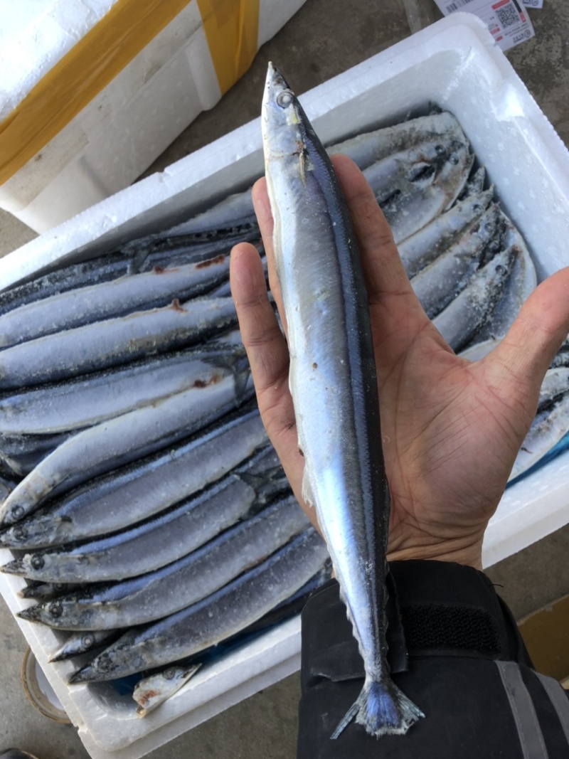 秋刀鱼新鲜冷冻秋刀鱼2号秋刀鱼20斤装无冰衣