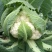 菜花紧花2~3斤乳白产地直发一手货源欢迎采购