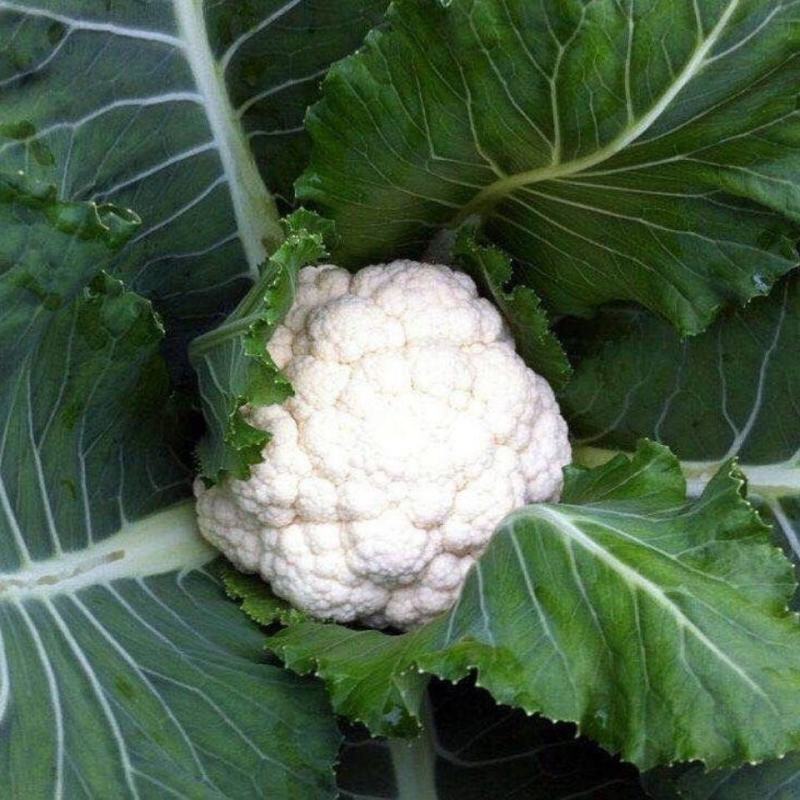 【优】白花菜花紧花乳白产地直发质量保证欢迎采购