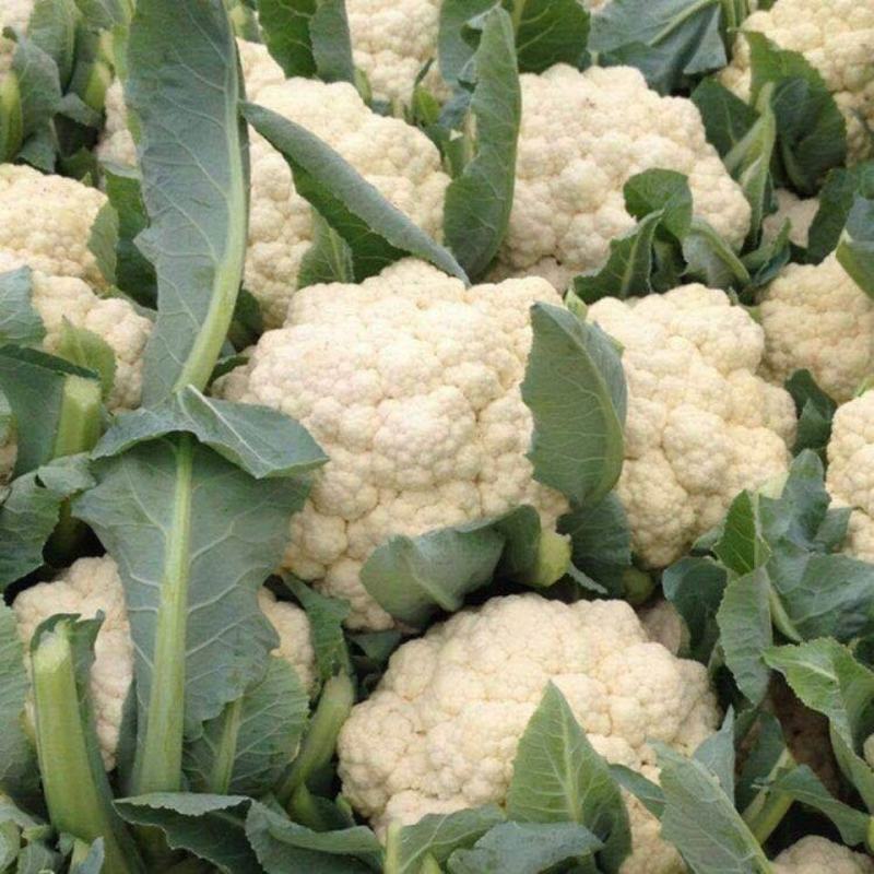 【优】白花菜花紧花乳白产地直发质量保证欢迎采购