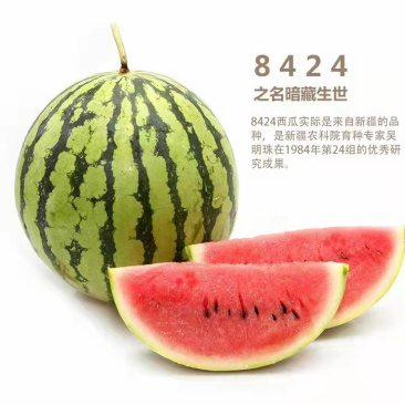 嫁接早佳8424西瓜苗直播8424中型西瓜苗寿光批发