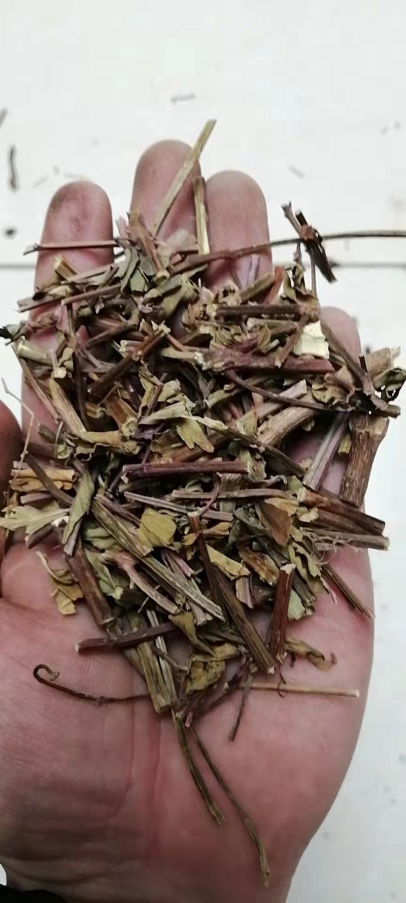 猫须草猫须草初级农产品一公斤起批发