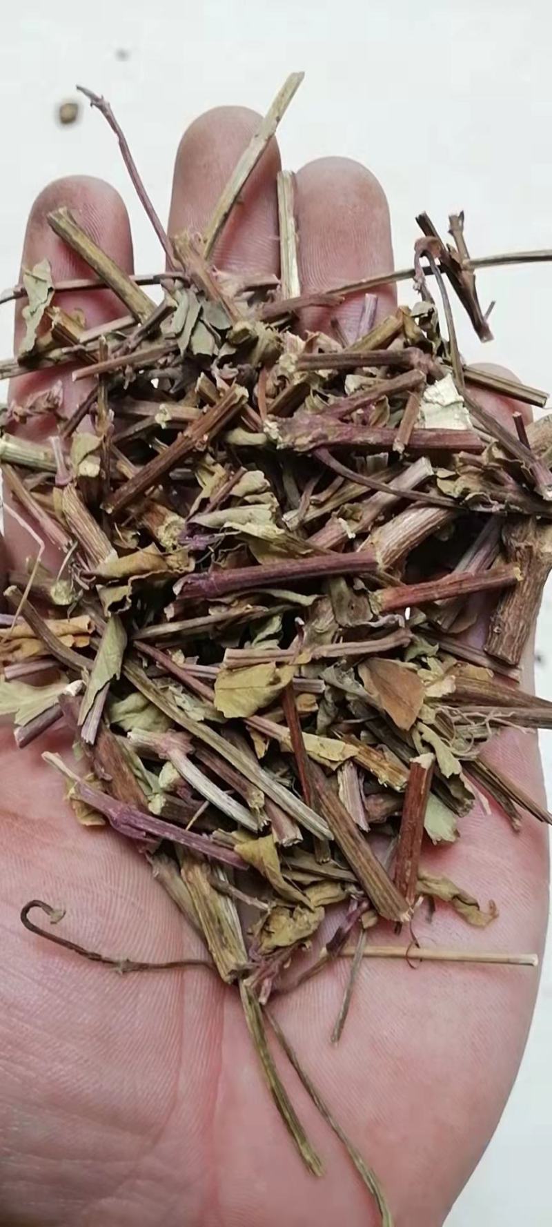 猫须草猫须草初级农产品一公斤起批发