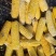 优质熟玉米猪牛羊饲料厂家直发质优价廉可视频看货